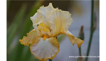 Gartenbaumschule Becker