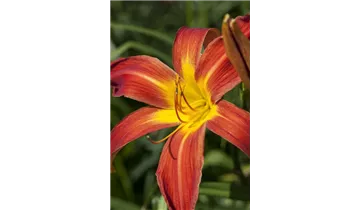 Gartenbaumschule Becker