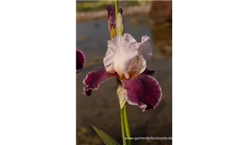 Gartenbaumschule Becker