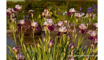Gartenbaumschule Becker