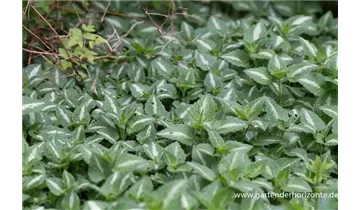 Gartenbaumschule Becker