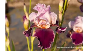 Gartenbaumschule Becker