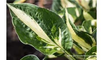 Gartenbaumschule Becker