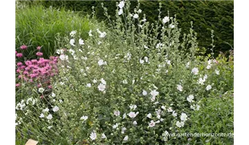 Gartenbaumschule Becker