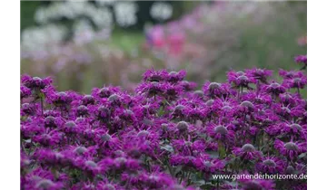 Gartenbaumschule Becker