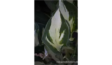 Gartenbaumschule Becker