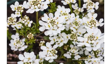 Gartenbaumschule Becker