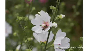 Gartenbaumschule Becker