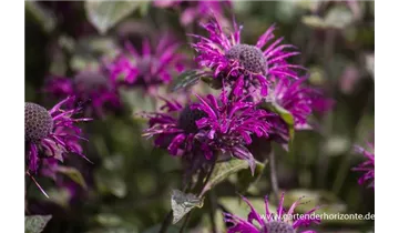 Gartenbaumschule Becker