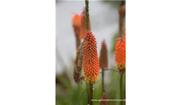 Gartenbaumschule Becker