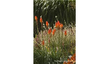 Gartenbaumschule Becker