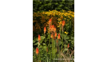 Gartenbaumschule Becker
