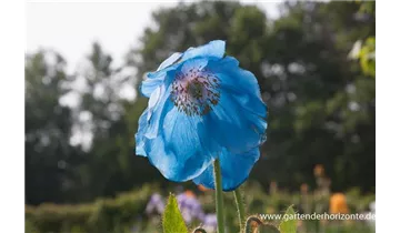 Gartenbaumschule Becker