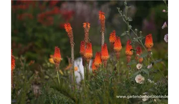 Gartenbaumschule Becker