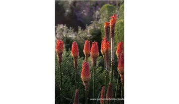 Gartenbaumschule Becker