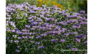 Gartenbaumschule Becker