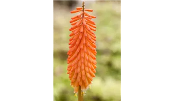 Gartenbaumschule Becker