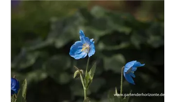 Gartenbaumschule Becker