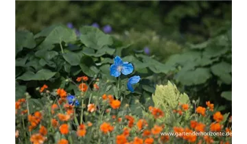 Gartenbaumschule Becker