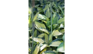 Gartenbaumschule Becker