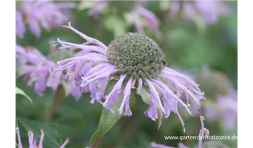 Gartenbaumschule Becker
