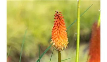 Gartenbaumschule Becker