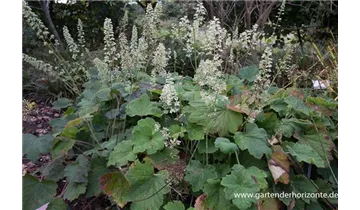 Gartenbaumschule Becker