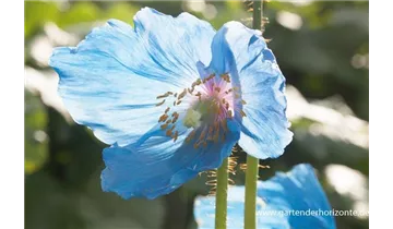 Gartenbaumschule Becker