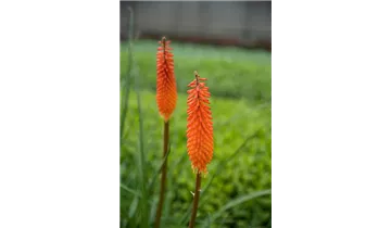 Gartenbaumschule Becker