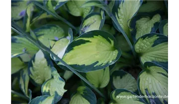 Gartenbaumschule Becker