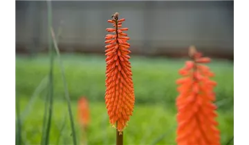 Gartenbaumschule Becker