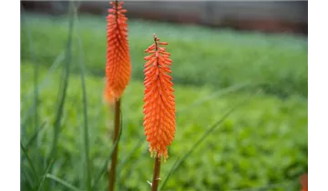 Gartenbaumschule Becker