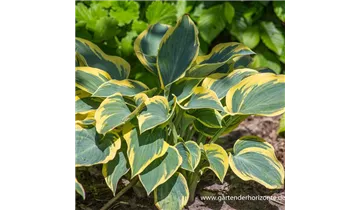 Gartenbaumschule Becker