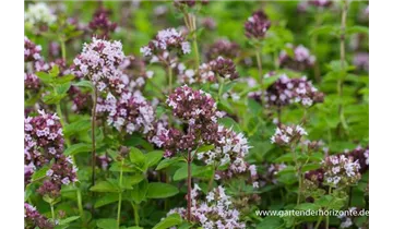 Gartenbaumschule Becker
