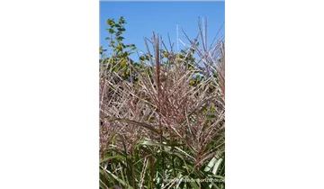 Gartenbaumschule Becker