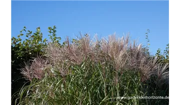 Gartenbaumschule Becker