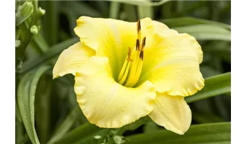 Gartenbaumschule Becker