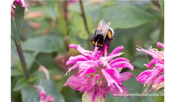 Gartenbaumschule Becker
