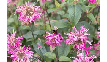 Gartenbaumschule Becker