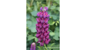 Gartenbaumschule Becker