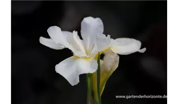 Gartenbaumschule Becker