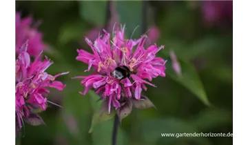 Gartenbaumschule Becker