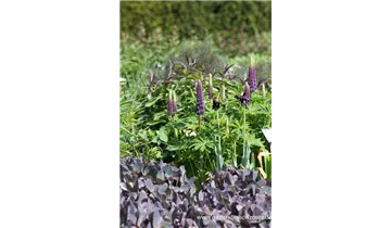 Gartenbaumschule Becker