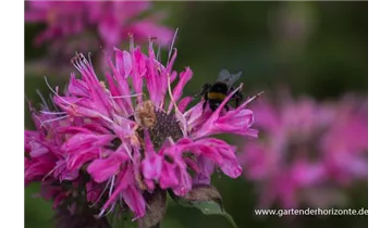 Gartenbaumschule Becker