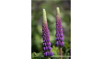 Gartenbaumschule Becker