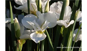 Gartenbaumschule Becker