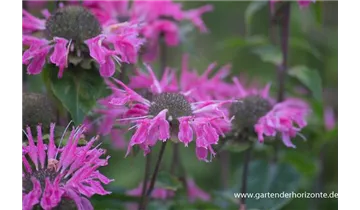 Gartenbaumschule Becker