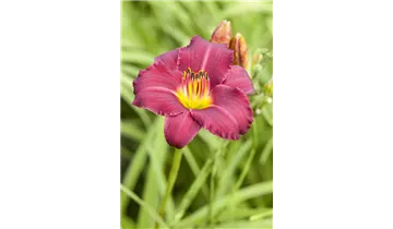 Gartenbaumschule Becker