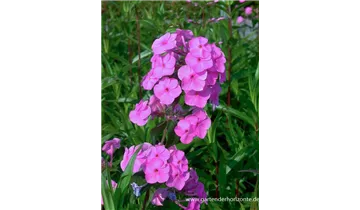 Gartenbaumschule Becker