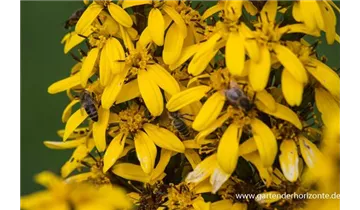 Gartenbaumschule Becker